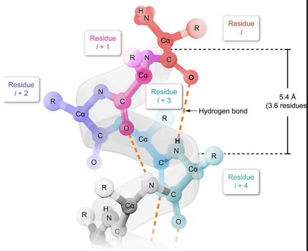<p>Each <strong>backbone C=O forms H-bond with N-H,</strong> four residues ahead:</p><ol><li><p><strong>Residue 1</strong> (C=O) ──H-bond──→ <strong>Residue 5 (N-H)</strong></p></li><li><p><strong>Residue 2 </strong>(C=O) ──H-bond──→ <strong>Residue 6 (</strong>N-H)</p></li><li><p><strong>Residue 3 </strong>(C=O) ──H-bond──→ <strong>Residue 7 </strong>(N-H)</p></li><li><p> ... and so on</p></li></ol><p></p>