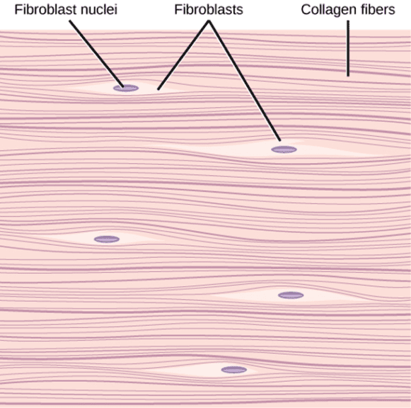 <p>Dense Regular Connective Tissue</p>