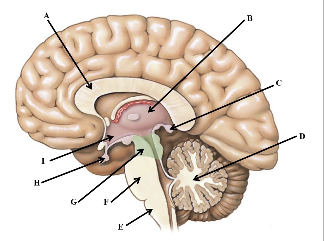 <p>E</p>