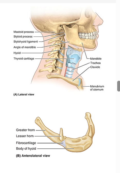 <ul><li><p>lies in the ant part of the neck at the level of the C3-C4 vertebrae</p></li><li><p>does not directly articulate w/ other bone</p><ul><li><p><strong>only bone in body</strong></p></li></ul></li><li><p>attachment for ant neck muscles &amp; and a prop to keep the airway open</p></li></ul><p></p>