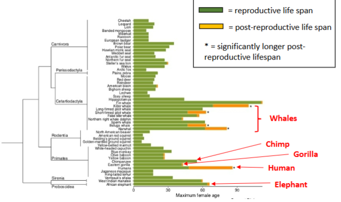 <p>What pattern is shown about species with menopause?</p>