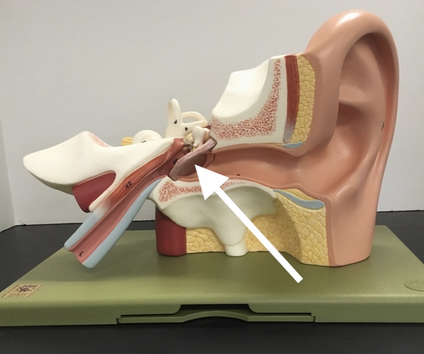 <p><span>name the specific structure at the end of the arrow's point</span></p>