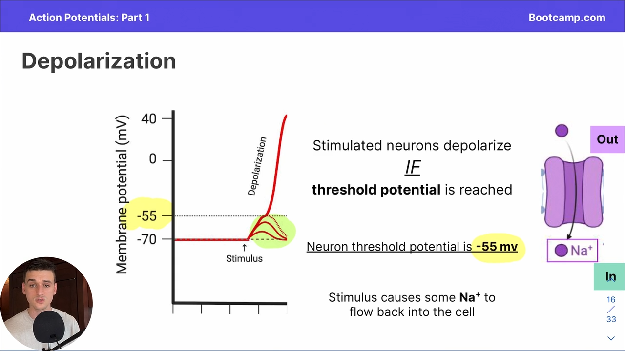 <p>-55mV, stimulus causes some Na+ to go back into the cell </p>