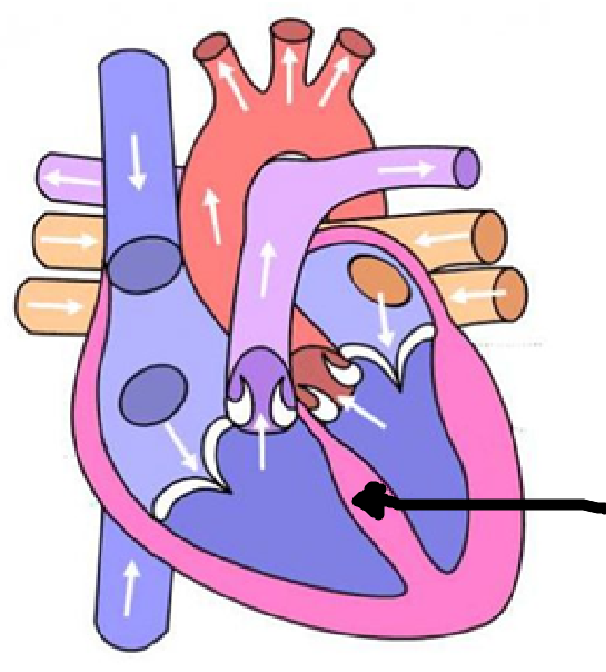 <p>seperates the sides of the heart</p>