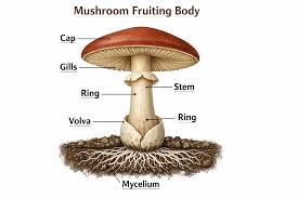 <p>What grows above the substrate? (fungi)</p>