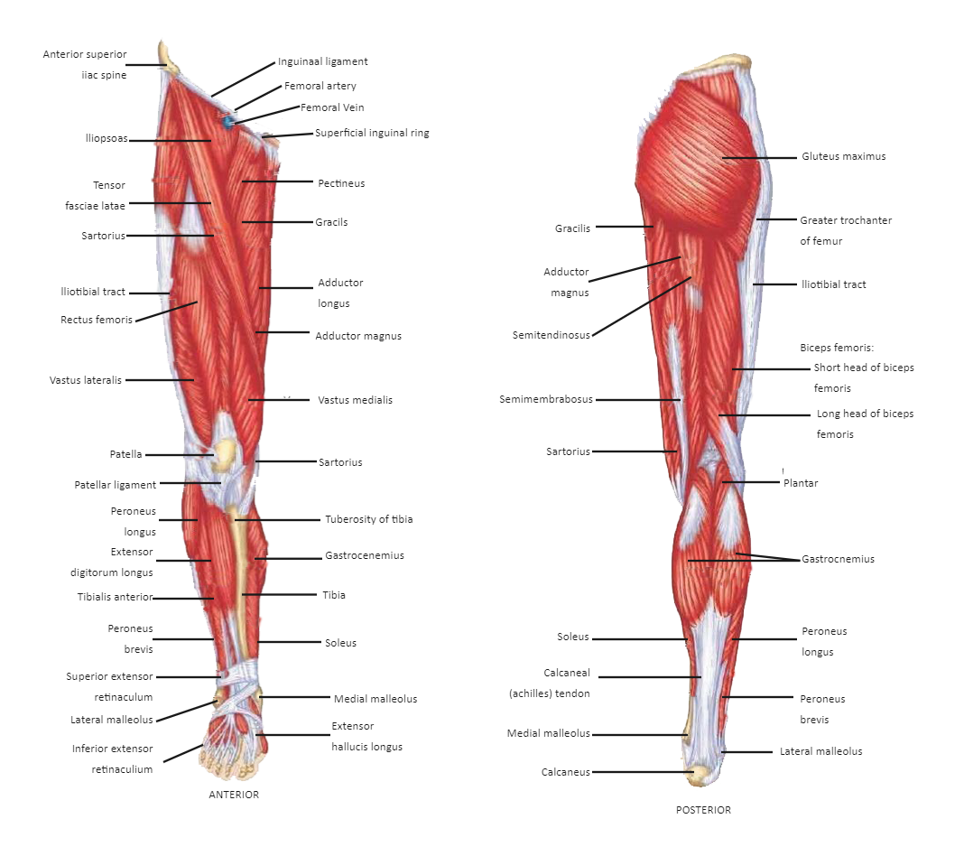 <ul><li><p>a fusiform muscle of the posterior compartment of the thigh, part of the hamstring group</p></li><li><p>a prime mover that extends and internally rotates the thigh, flexes and internally rotates the leg</p></li><li><p>crosses both hip and knee joints</p></li></ul><p></p><p>origin → posteromedial impression of ischial tuberosity</p><p>insertion → proximal end of tibia below medial condyle (via pes anserinus)</p><p>action → thigh extension and internal rotation at the hip joint; leg flexion and internal rotation at the knee joint; pelvis stabilization</p><p>innervation → tibial division of sciatic nerve (L5, S2)</p><p>blood supply → first perforating branch of femoral artery (profunda femoris), medial femoral circumflex artery, inferior gluteal artery, inferior medial geniculate artery</p>
