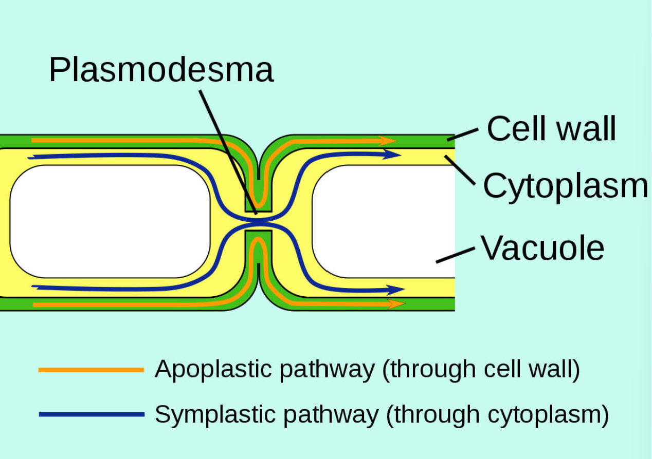 <p>“outside of the cell”</p><ul><li><p>pathway where water and dissolved minerals never move through a cell’s plasma membrane but instead travel through the porous cell walls that surround plant cells </p></li><li><p>water and minerals in this pathway do not encounter a filtering step (within plasma membrane for other pathways) until they reach a layer of cells known as the <strong>endodermis </strong>(separate vascular tissue from the ground tissue in the outer portion of the root)</p><ul><li><p>endodermis is only present in roots and serves as a checkpoint for materials entering root’s vascular system</p><ul><li><p>waxy region of suberin (waxy substance) on the walls of endodermal cells = <strong>casparian strip</strong>- forces water and solutes to cross the plasma membranes of endodermal cells instead of slipping between the cells → ensures only materials required by the root pass through the endo dermis </p></li></ul></li></ul></li></ul><p></p>
