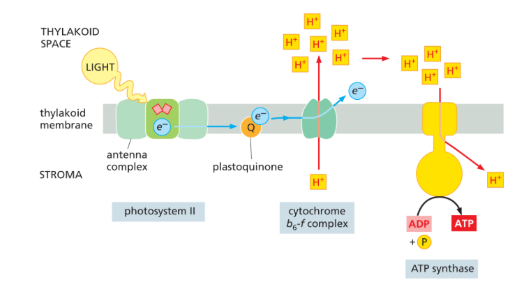 <p><strong>from the stroma into the thylakoid space</strong></p><ul><li><p>so after atp synthase, protons will be released into stroma</p></li></ul><p></p>