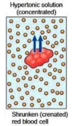 <p>Higher solute outside → Water moves OUT → cell <strong>shrinks</strong>.</p>