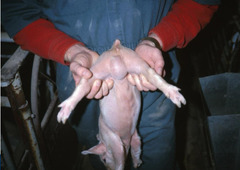 <p>What is this, commonly see in males?</p>