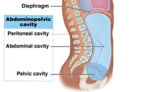 <p>extends below the diaphragm to the pelvic floor; contains the upper abdominal cavity and lower pelvic cavity (not physically separated)</p>