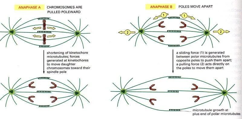 <p>Anaphase A — where the kinetochore microtubules shorten, pulling chromosomes towards the poles, and </p><p>Anaphase B — where the spindle poles themselves move further apart, increasing the separation between the two sets of chromosomes.</p>