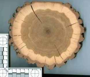 <p>What is this and what does it show? Bonus: What do the differing ring sizes and cracks tell us?</p>