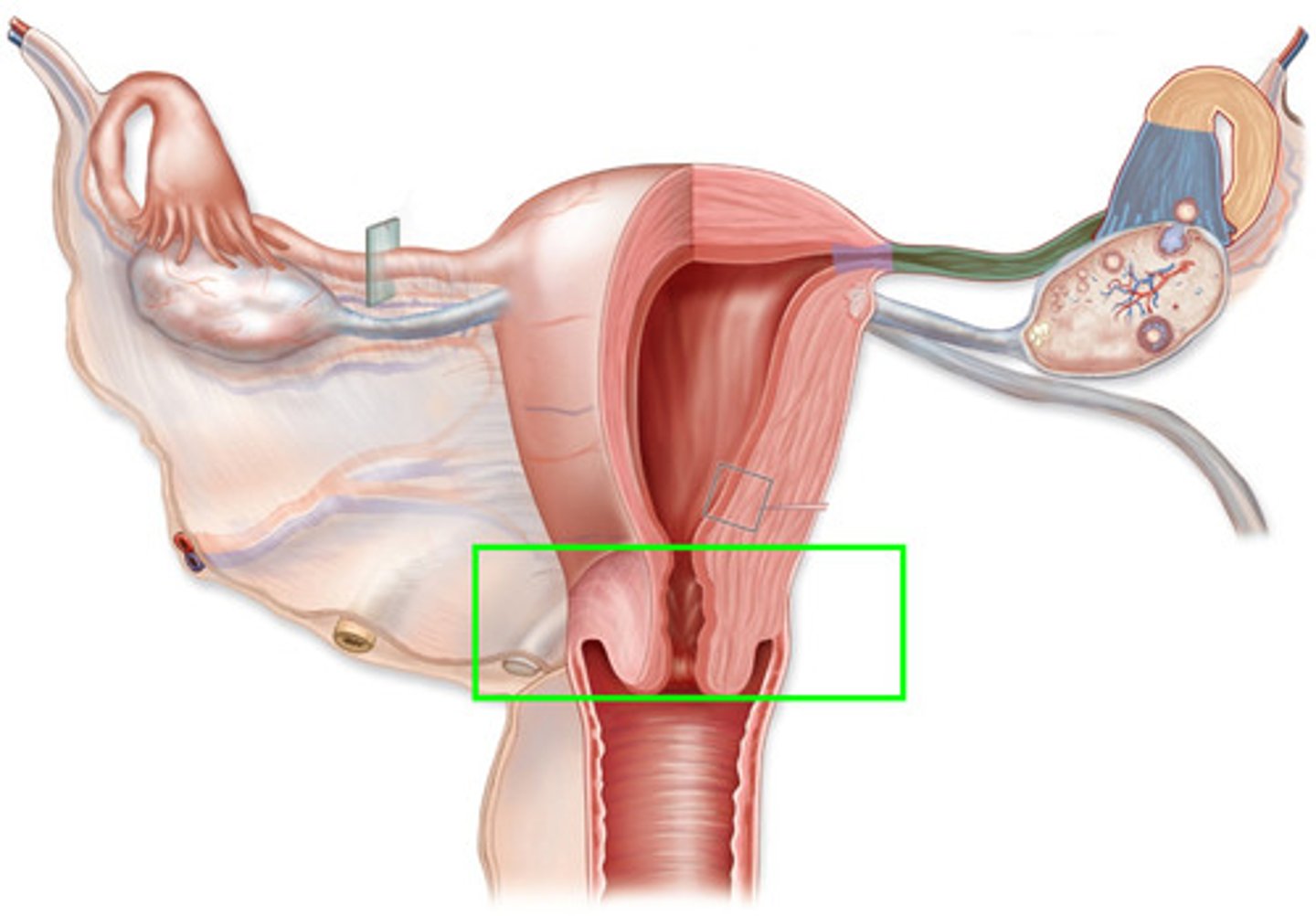 <p>neck of the uterus leads from uterus and extends to vagina</p>