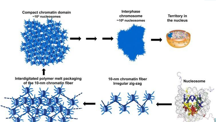 <p>Levels: </p><ul><li><p>nuceleosome</p></li><li><p>chromatin fiber irregular zig zag</p></li><li><p>interdigitated polymer melt packaging </p></li><li><p>compact chromatin domain</p></li><li><p>interphase chromosome</p></li><li><p>territory in the nucleus</p></li></ul><p>Compaction maintains DNA organization; <strong>Packaging ratio: >8000-fold.</strong></p>