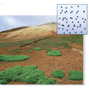 <p>When each individual in a population is independent of other individuals </p>