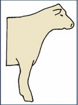 <p>knee angle pushed backward</p>