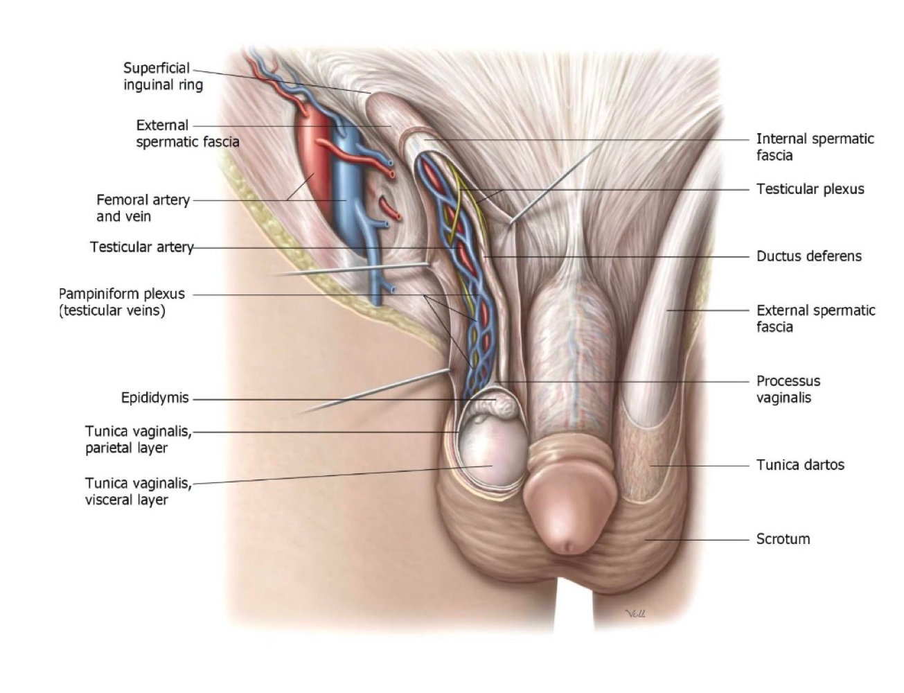 <ul><li><p>Spermatic cord</p></li><li><p>Ilionguinal nerve </p></li></ul><p></p>