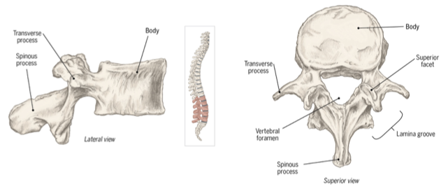 <ul><li><p><span>Largest and least mobile</span></p></li><li><p><span>Thicker anteriorly</span></p></li></ul><p></p>