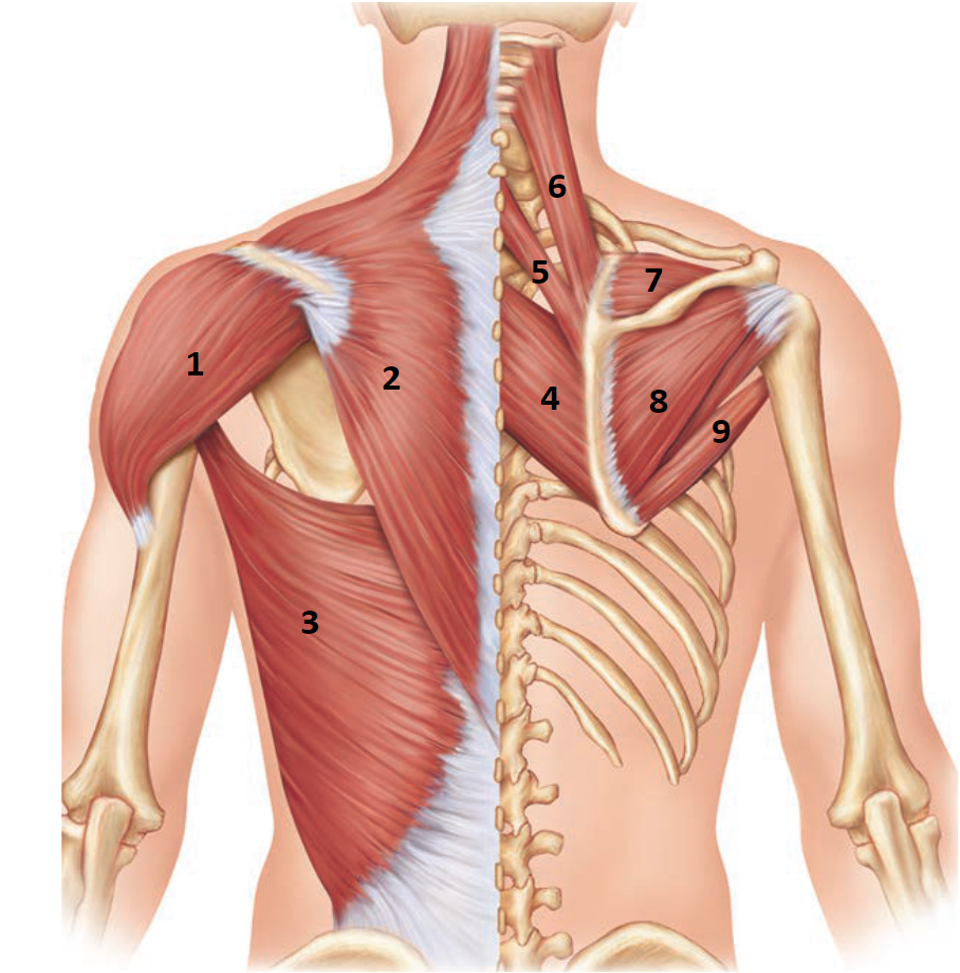 term image
