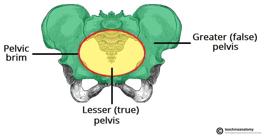 <ul><li><p>Bony area between the iliac crest and superior to the pelvis inlet </p></li></ul><ul><li><p>Pelvis inlet: line between the lumbrosacral joint and the superior border of symphasis pubis </p></li></ul><ul><li><p>No pelvic organs within this region </p></li></ul><p></p>