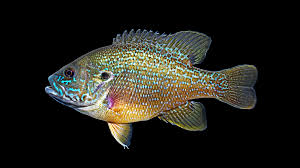 <p>Lepomis cyanellus</p><p>Body more elongated than other Lepomis species</p><p>Laterally compressed but moderately heavy</p><p>Large head and mouth, smooth tongue</p><p>Dorsal surface usually olive-green</p><p>Iridescent blue-green spots or dashes </p><p>3-5 wavy blue-green lines below eye</p>
