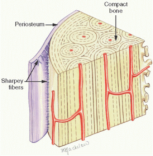 <p>hold periosteum to compact bones</p>