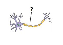 <p>Protect and electrically insulate the axon</p><p>Increase speed of nerve impulse transmission</p>