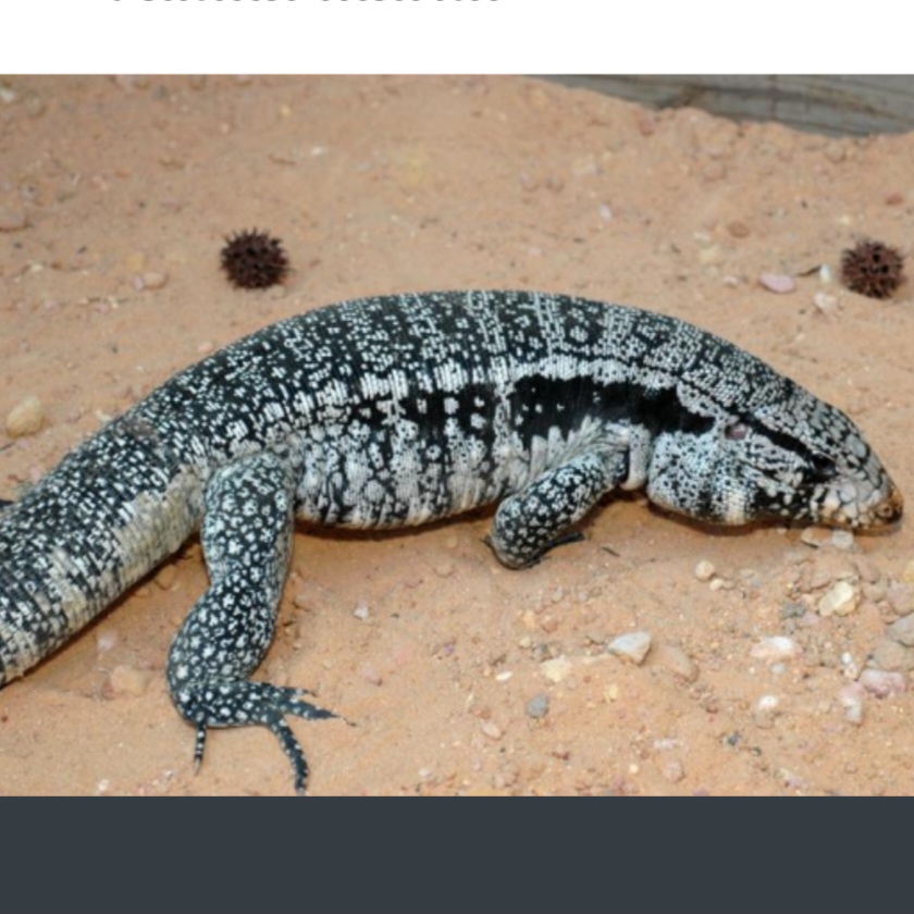 <p>name this animal</p>