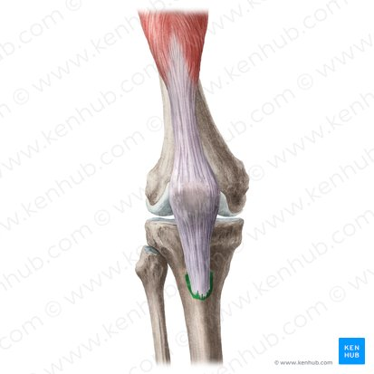 <p>What landmark within Tibia (shin bone, weight-bearing bone of lower leg; Curial / tibial region)</p>