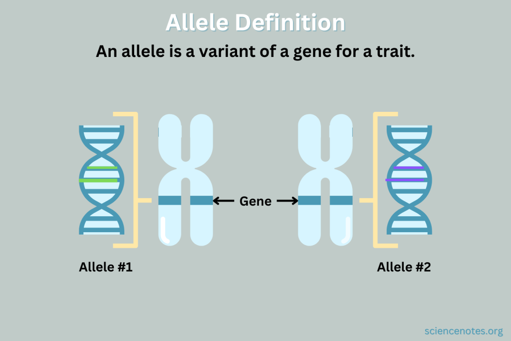 <p>- Alternate forms of genes, accounting for variations in characteristics</p><p><mark data-color="rgba(0, 0, 0, 0)" style="background-color: rgba(0, 0, 0, 0); color: inherit;">- Found at the same place (locus) on a chromosome</mark></p><p>- Diploid organisms inherit two; one from each parent</p>