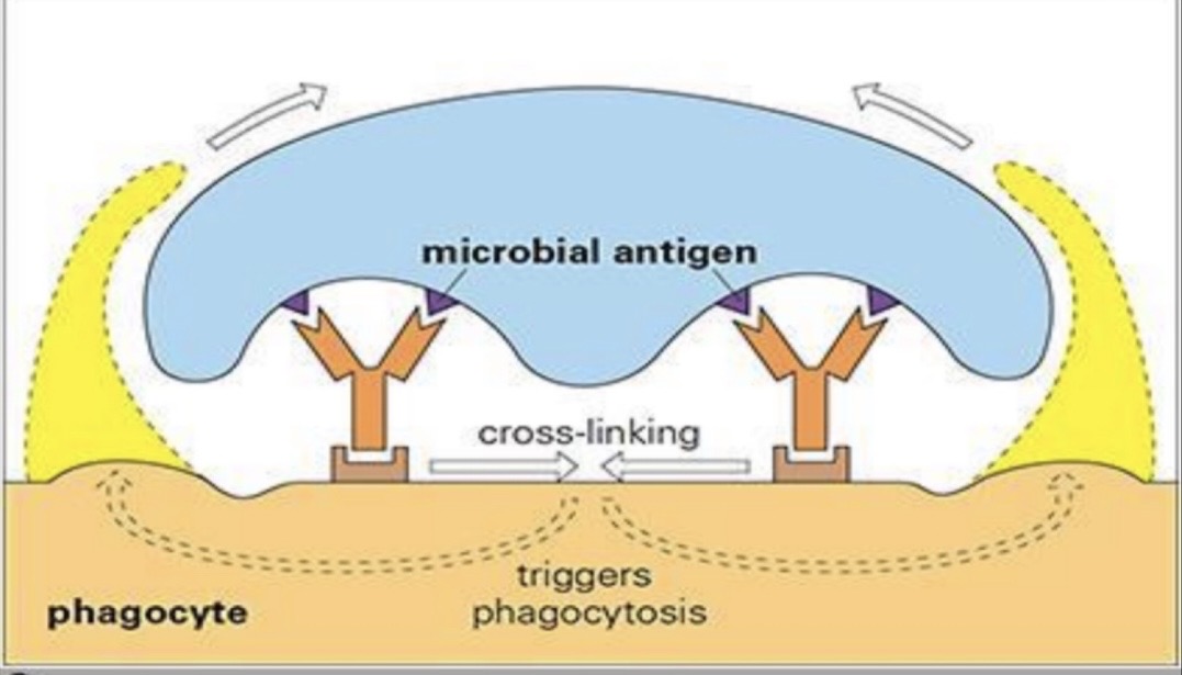 <p>The coating of a microbe with molecules like antibodies, complement proteins, or acute phase proteins to make it easier for cells to engulf.</p>