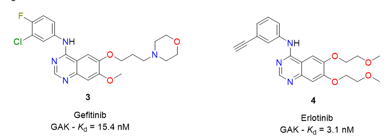 <p><strong>less toxic alternative to erlotinib</strong></p><p>inhibitor of the epidermal growth factor receptor (EGFR) for patients with lung cancer.</p><p>it has adverse effect like respiratory dysfunction suggesting it may have off-target inhibitory effects. later it was shown to inhibit GAK, and given its role in the CME it was proposed as a potential therapeutic target</p><p><strong>gefitinib also inhibits GAK determined through a proteomics approach</strong></p><p><span style="font-family: Arial, sans-serif; line-height: 115%;"><strong>Erlotinib in particular showed unexpectedly high affinity for GAK (<em>K</em><sub>d</sub> = 3.1 nM) and has been reported to inhibit viral infections, including those caused by DENV and EBOV, in both <em>in vitro</em> and <em>in vivo</em> studies</strong></span></p>