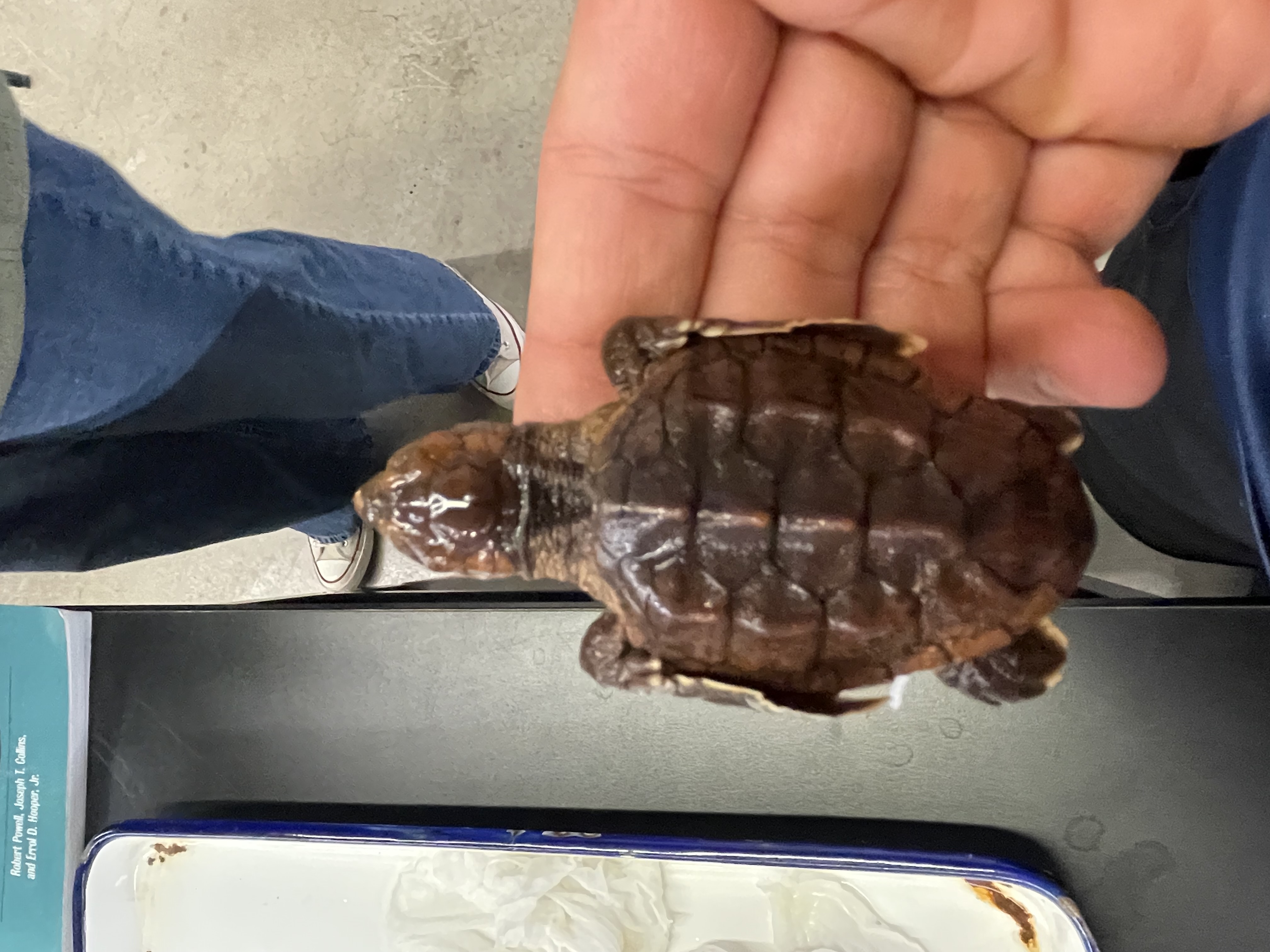 <p>Genus and species</p>