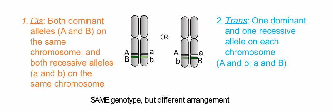 <p>What is trans gene configuration?</p>