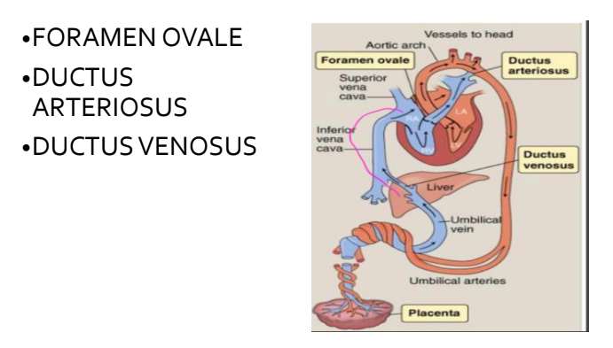 <p>blood is diverted from lungs &amp; liver </p><p>foramen ovale: diverts blood from RA to LA, sending oxygenated blood to left side </p><p>ductus arteriosus: diverts blood from lungs to systemic circulation</p><p>ductus venosus: bipases the liver </p>