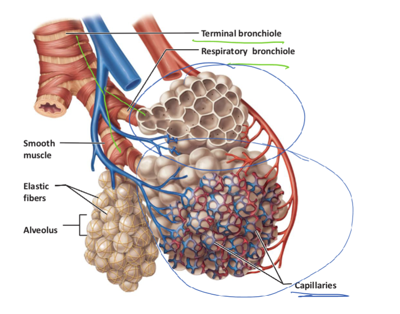 <p><strong>bronchi:</strong></p><ul><li><p>have cartilage b/c the trachea splits into bronchi</p></li></ul><p></p><p><strong>bronchioles:</strong></p><ul><li><p>have smooth muscles in their walls for constriction and dilation</p></li></ul><p></p><p><strong>alveolar ducts</strong></p><ul><li><p>extend from respiratory bronchioles and their walls are lined w/ alveoli</p></li></ul><p></p><p><strong>alveolar sacs</strong></p><ul><li><p>clusters of alveoli @ ends of alveolar ducts</p></li></ul><p></p><p><strong>alveoli</strong></p><ul><li><p>very small sacs</p></li></ul><p></p><p><strong>Capillaries </strong></p><ul><li><p>surround alveoli </p></li></ul><p></p>
