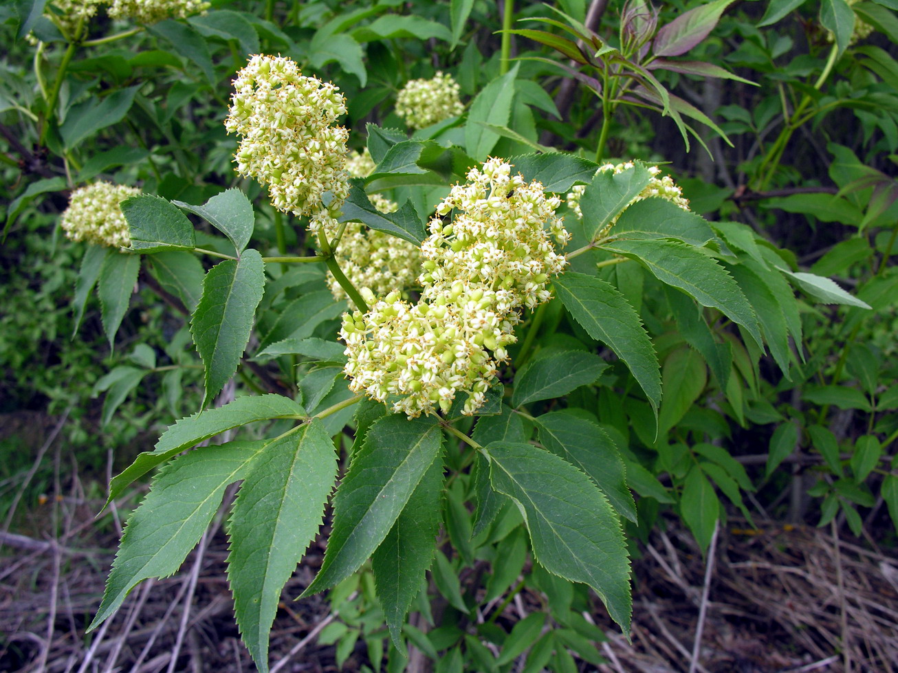 <p>Soft pithy twigs, warty bark, opposite leaves, <mark data-color="#4c5346" style="background-color: rgb(76, 83, 70); color: inherit;">divided into 5-7 leaflets</mark>, rounded or pyramidal parasol-like cluster of flowers, <mark data-color="#4c5346" style="background-color: rgb(76, 83, 70); color: inherit;">stinky when crushed</mark></p>