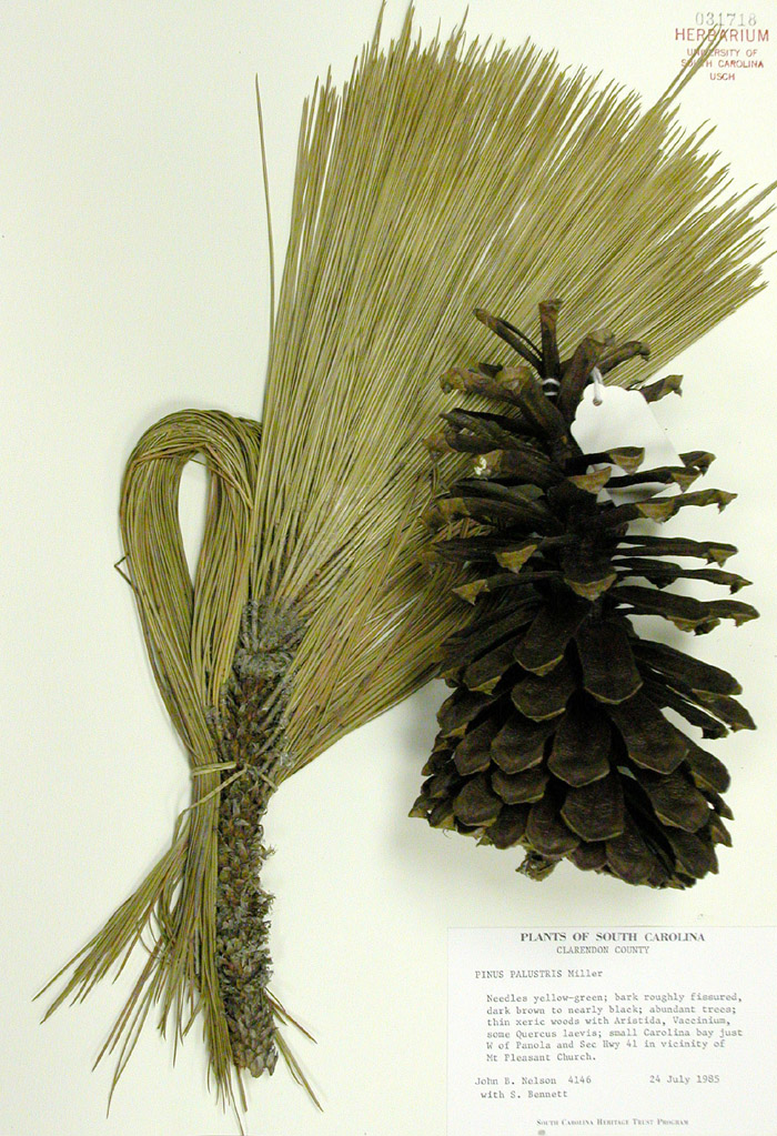 <p><span>How many needles are normally bundled together in the Longleaf Pine?</span></p>