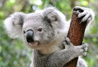 <p>What is the family of this animal? </p>