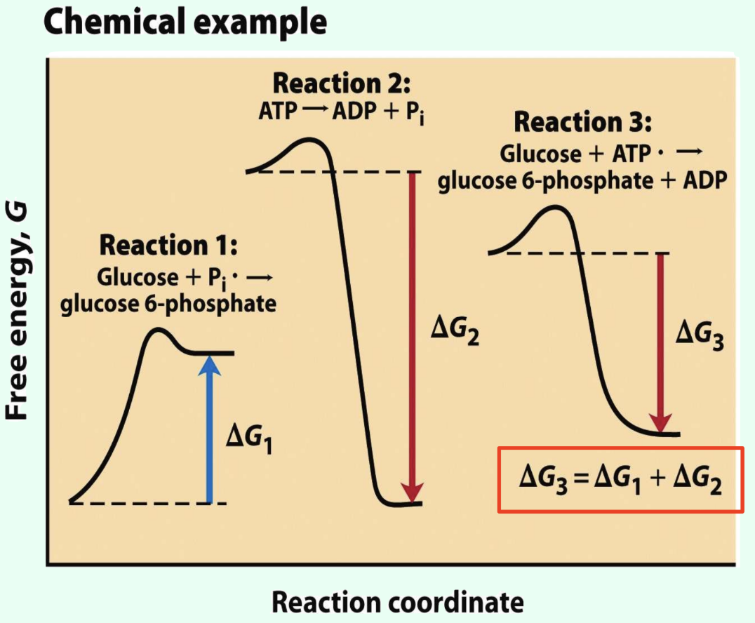 <p>How do cells drive unfavorable reactions?</p>