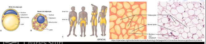<p>Consists mostly of fat storage cells (adipocytes), large capillaries allowing rapid storage/mobilization of lipid molecules</p>