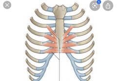 <p>Identify the structure</p>
