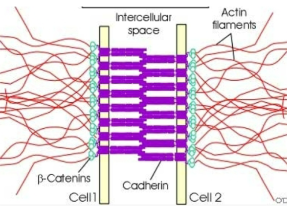 <p>connects actin filament bundle in cells, mediated by cadherins (E-cadherin in epithelial cells)</p>