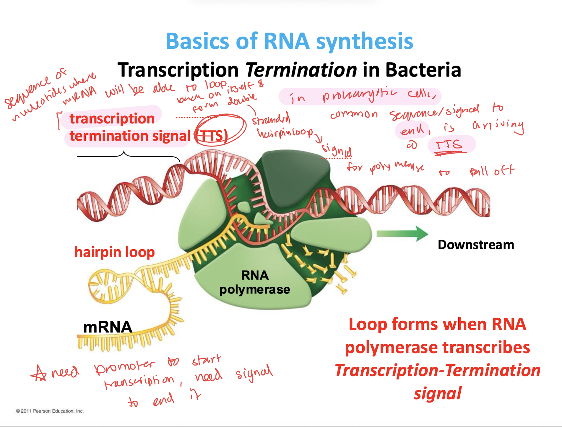<p>A hairpin loop</p><ul><li><p>Loop forms when RNA polymerase transcribes Transcription-Termination signal</p></li></ul><p></p>