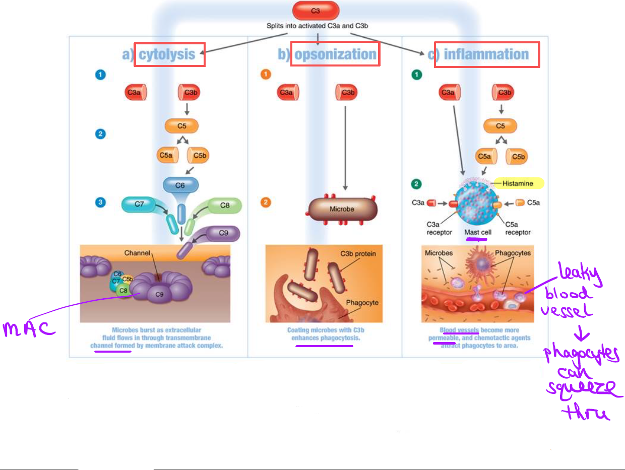 <p>Complement protein</p>