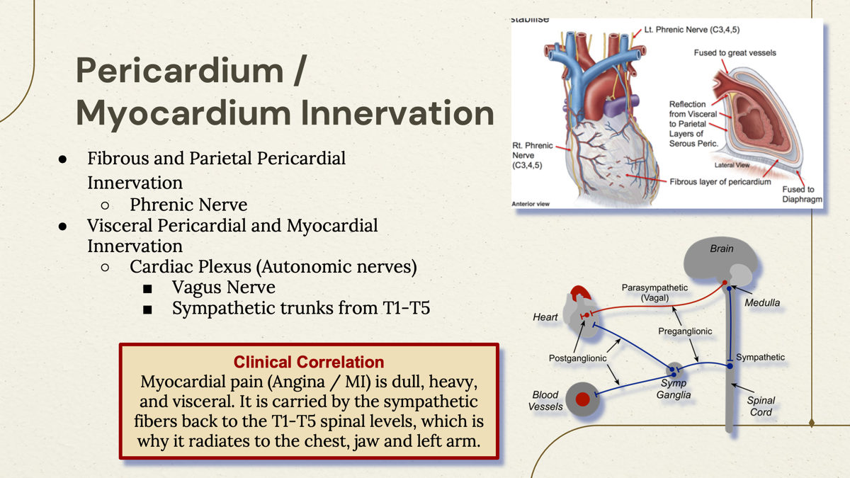 <p>Cardiac Plexus (Autonomic nerve) </p><ul><li><p>Vagus Nerve</p></li><li><p>Sympathetic trunk from T1-T5</p></li></ul><p></p><p></p>