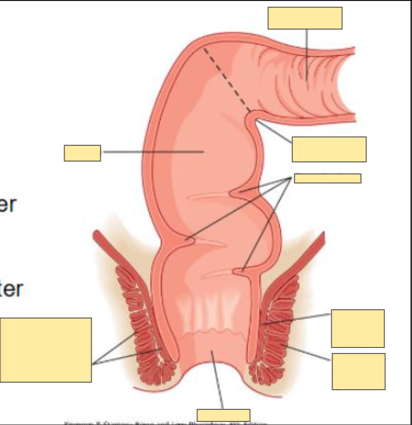 <p>rectum and anus anatomy </p>