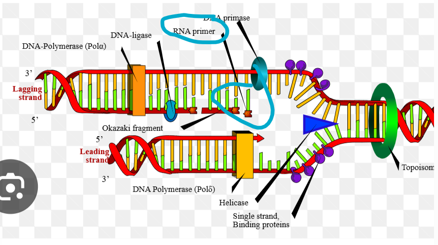 <p>What is an RNA polymerase </p>