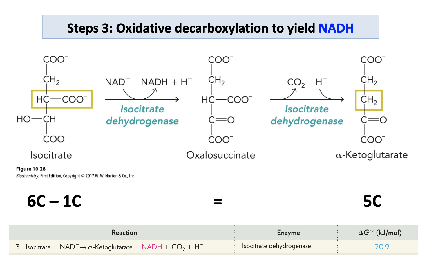 <p>NAD+ dependent isocitrate dehydrogenase catalyzes te first oxidative decarboxylation</p>